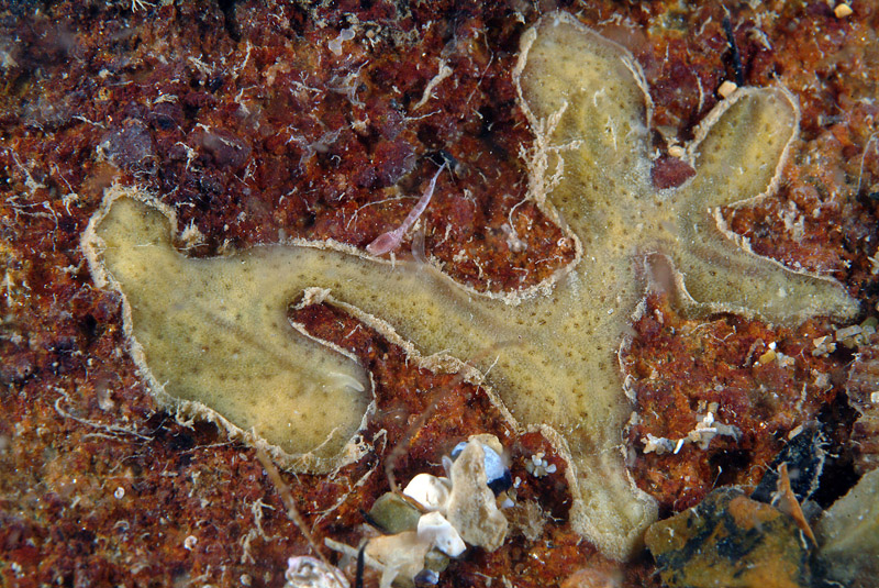 Porifero incrostante